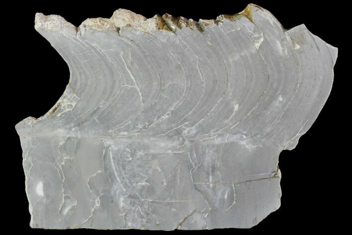 Polished Stromatolite From Russia - Million Years #102026